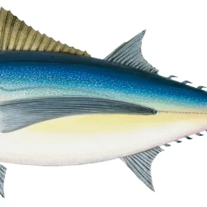Tuna